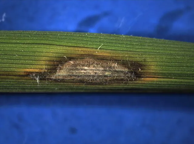 A typical eye-shaped blast spot on a rice leaf: grey centre, brown edge.