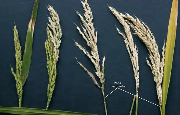 Ears hit by neck blast: the neck below the ear has turned grey-brown and the grains stay empty (label in Catalan).