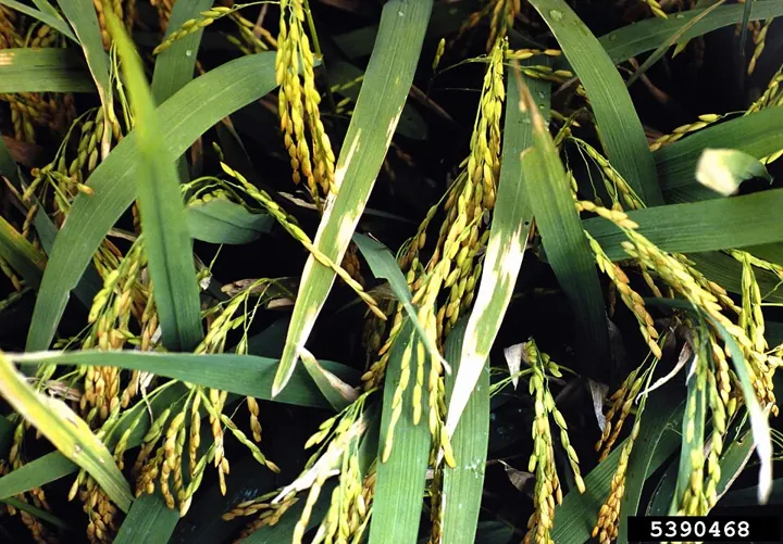 Bacterial leaf blight: pale yellow-straw stripes with wavy edges running down from the leaf tips.