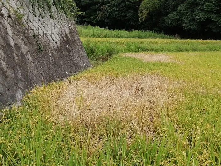 Hopperburn: a dried, brown patch in a rice field caused by planthoppers (Japan).