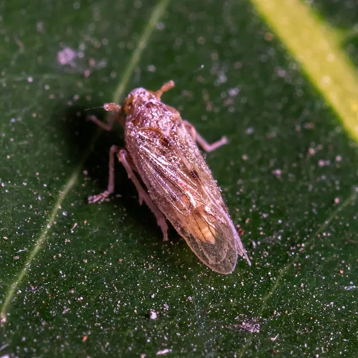 A brown planthopper on a rice stem, photographed in India.
