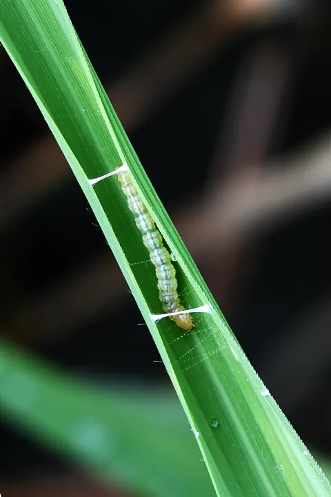 A rice leaf folded into a tube, with the leaf folder caterpillar inside.
