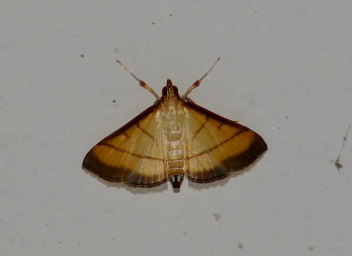 The leaf folder moth: small, yellowish-brown with dark wavy bands on the wings.
