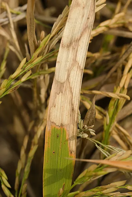 Sheath blight on a rice leaf: pale grey-white patches with wavy brown edges.