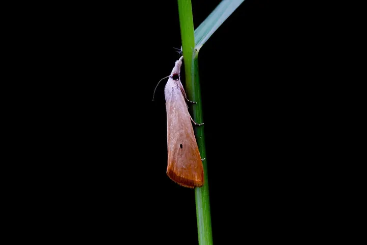 Yellow stem borer moth resting on a rice stem.