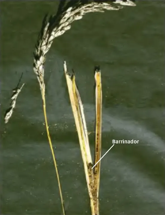 A damaged stem split open to show where a stem borer fed inside (the label means "borer"). This one is the striped stem borer, a close relative; all rice stem borers cause deadhearts and whiteheads.