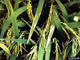 Photo: bacterial leaf blight (blb)