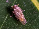 Photo: brown planthopper (bph)