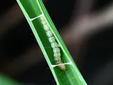 Photo: leaf folder