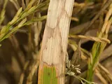 Photo: sheath blight