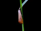 Photo: yellow stem borer